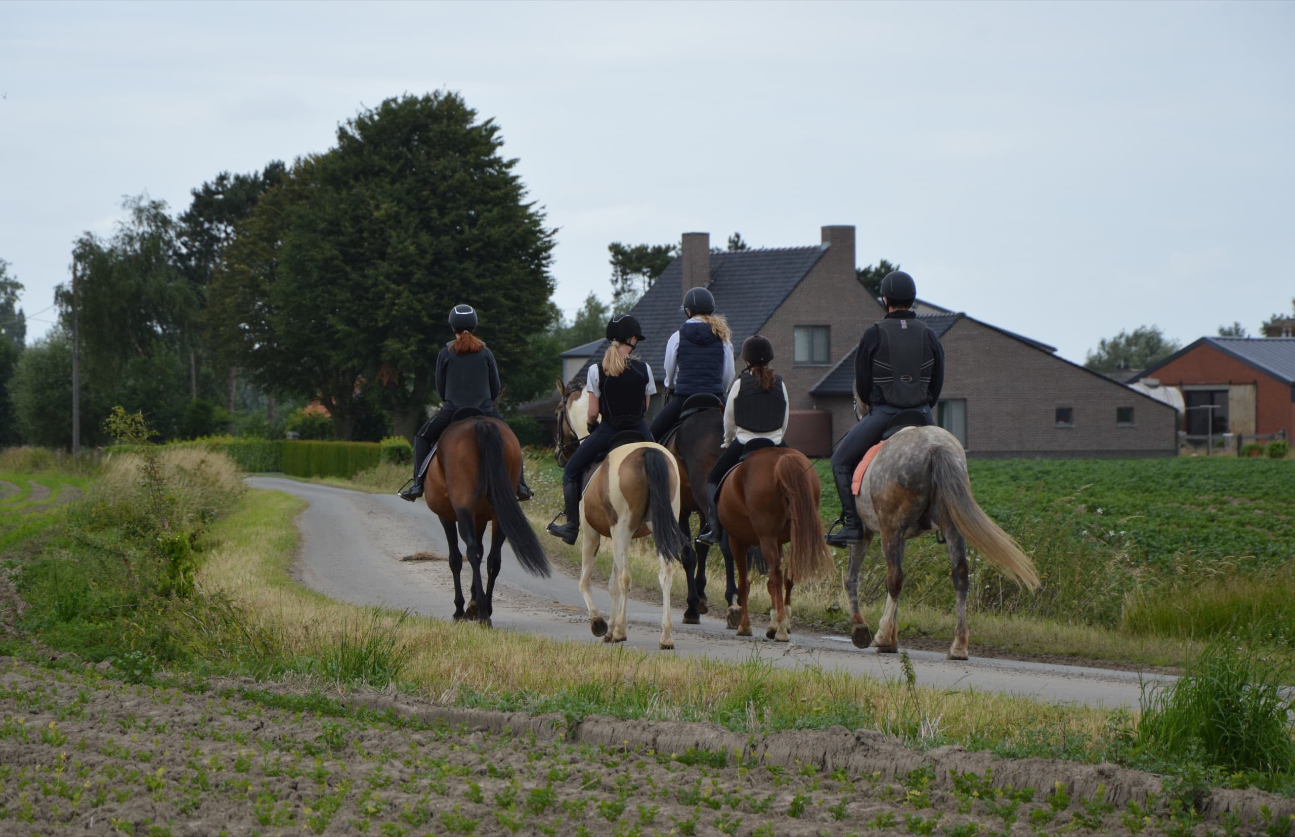 Groep ruiters maakt een begeleide bostocht te paard door de natuur