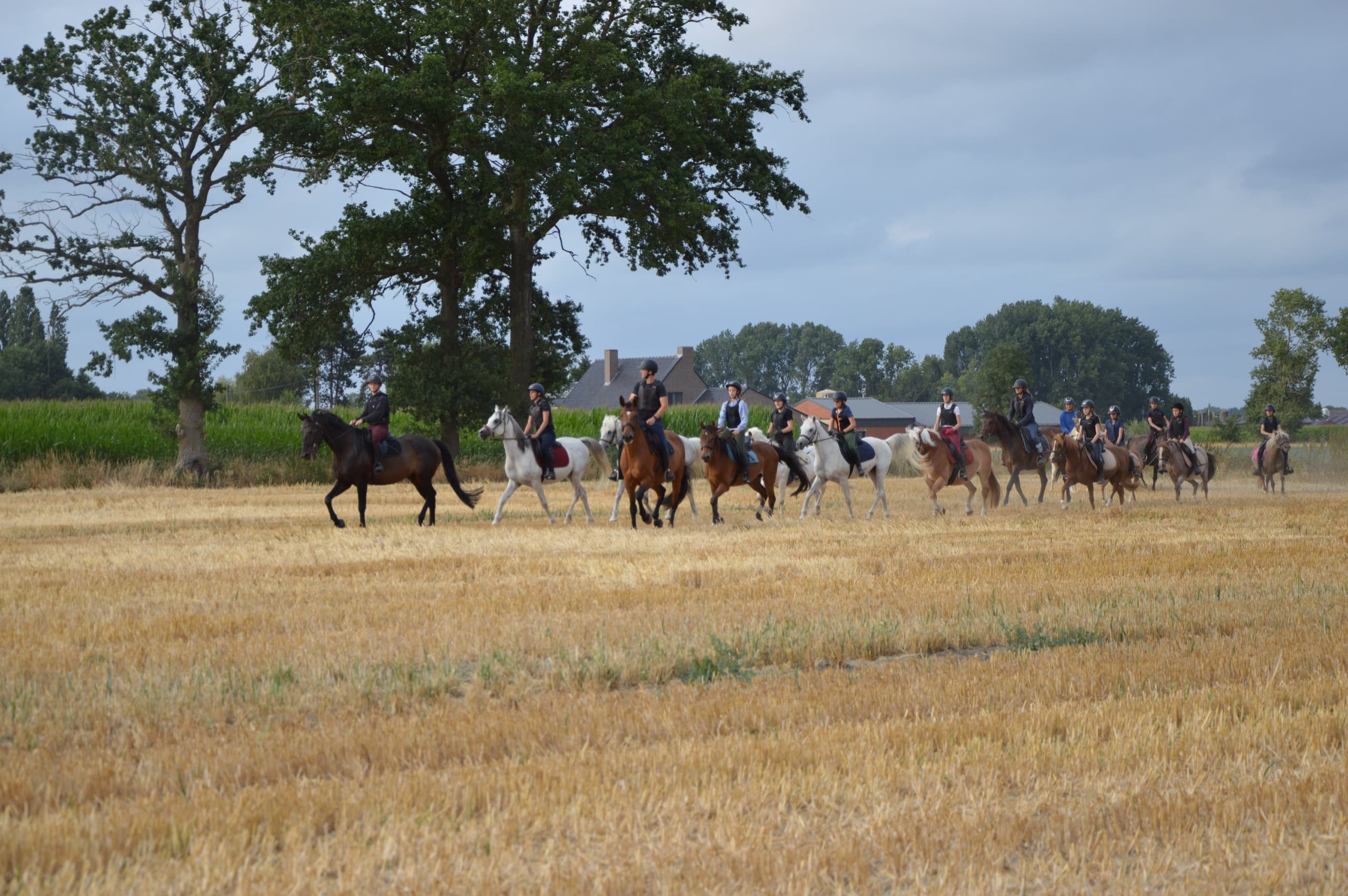 Lange rij ruiters in galop over een stoppelveld tijdens een buitenrit