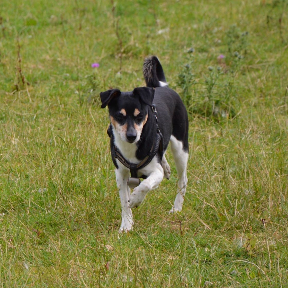 Basiel, het zwart-witte hondje van de stal, rent door de weide