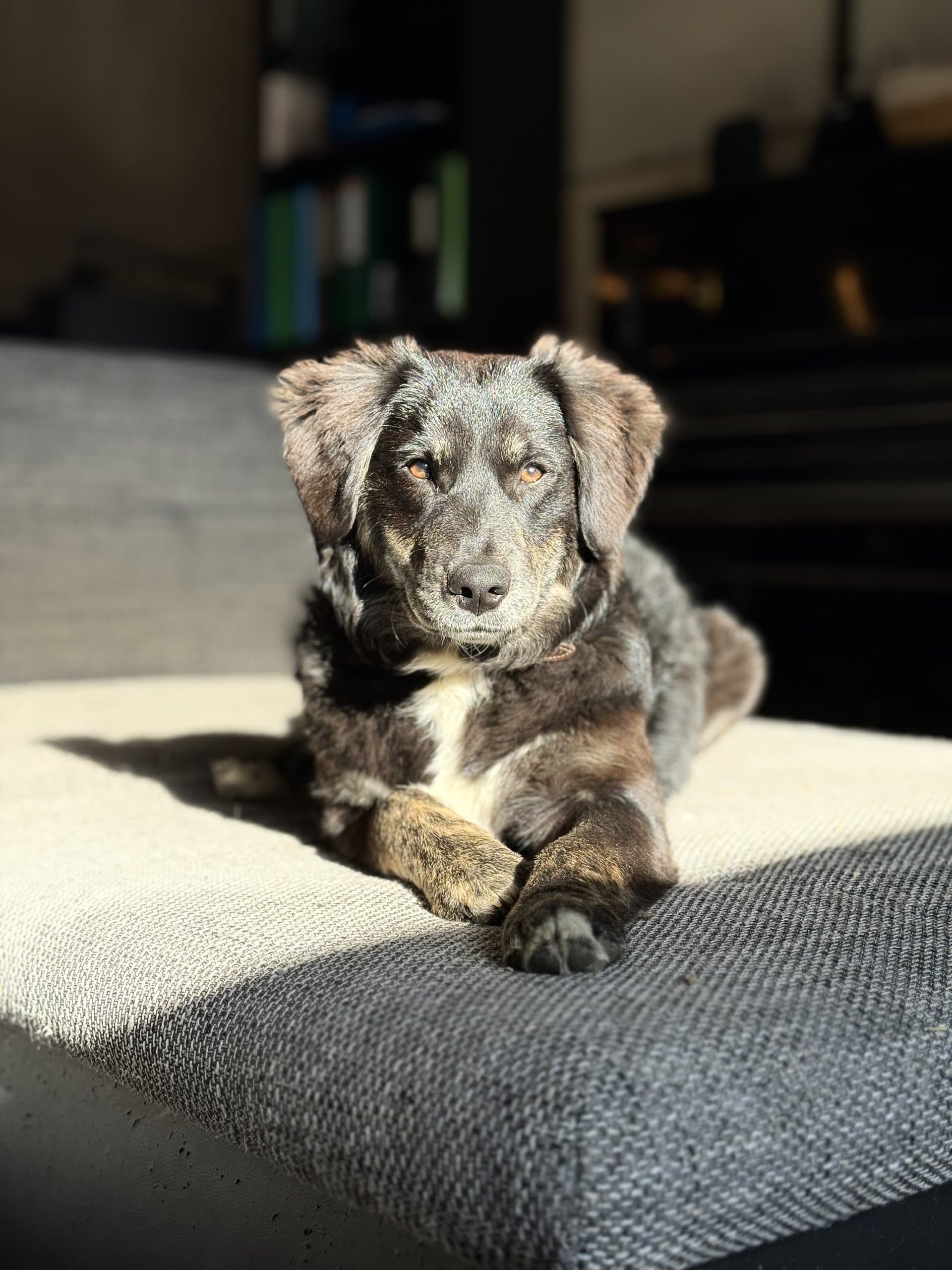 Luna, het donkere hondje van de stal, ligt in de zon op een kussen
