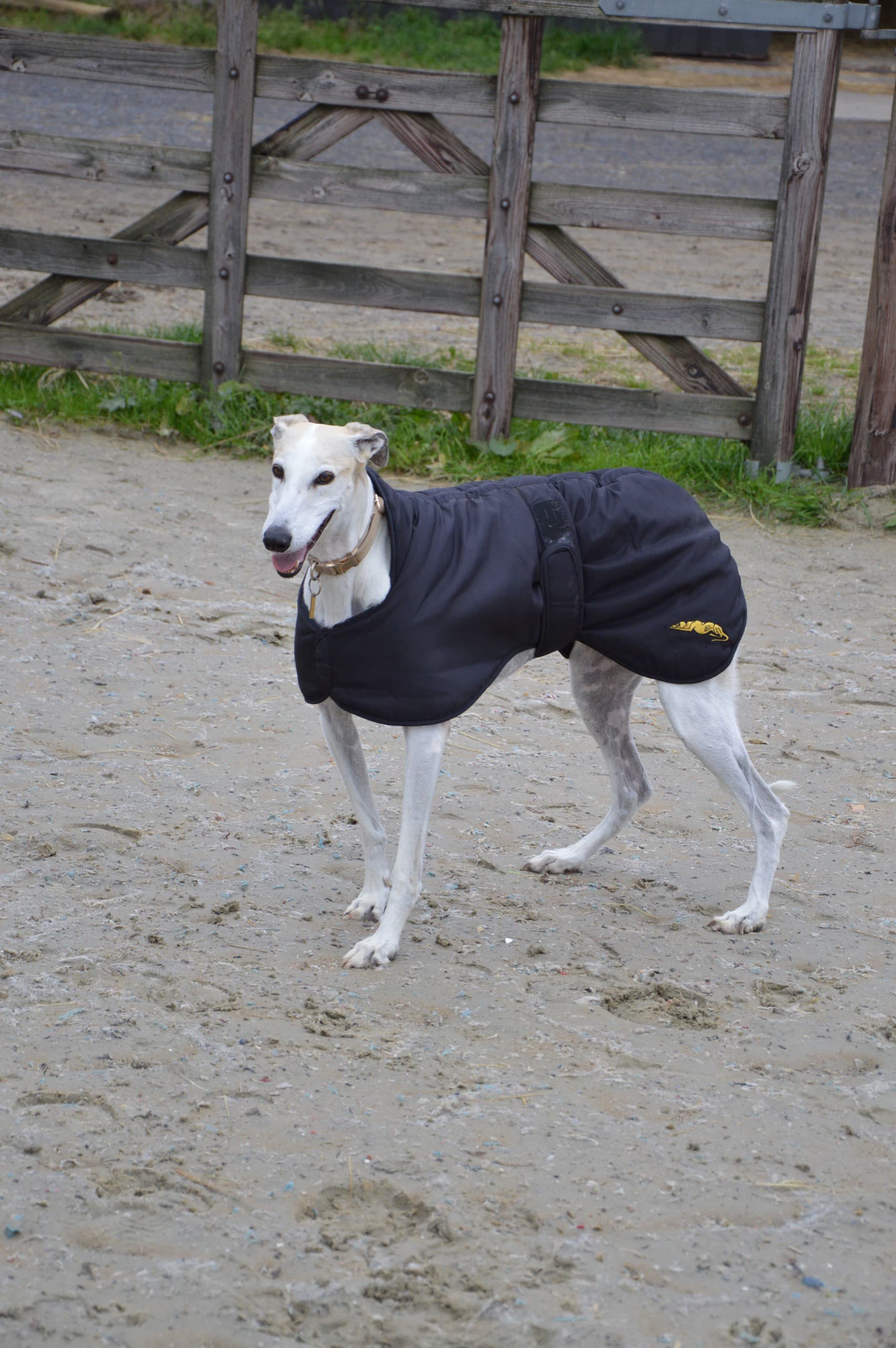 Mila, de windhond van de stal, wandelt in een winterjasje over het erf