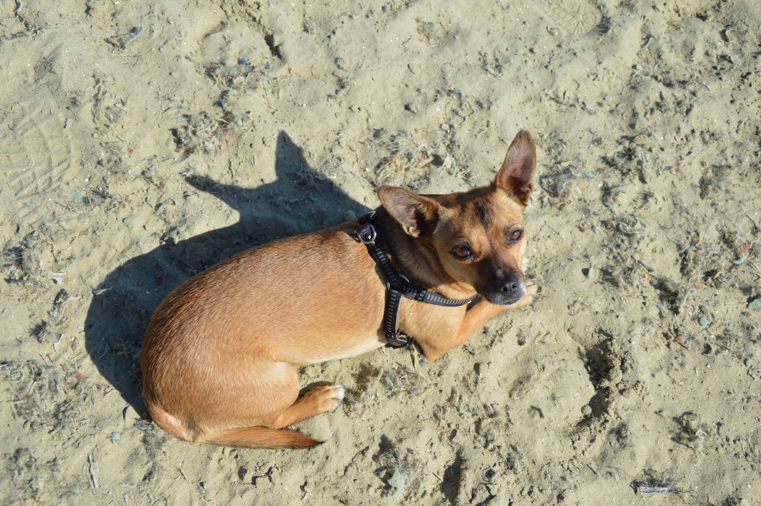 Romy, het kleine bruine hondje van de stal, ligt in het zand van de piste