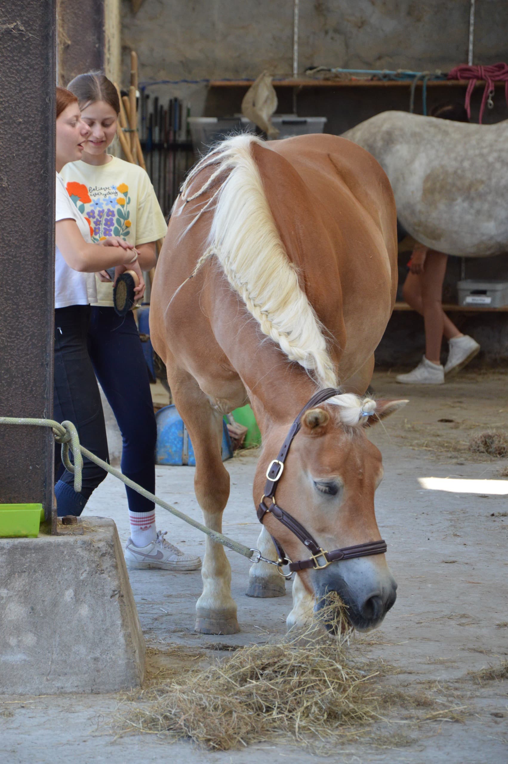 Alexine, de haflinger-voltigepony, eet hooi in de stal terwijl twee ruiters toekijken