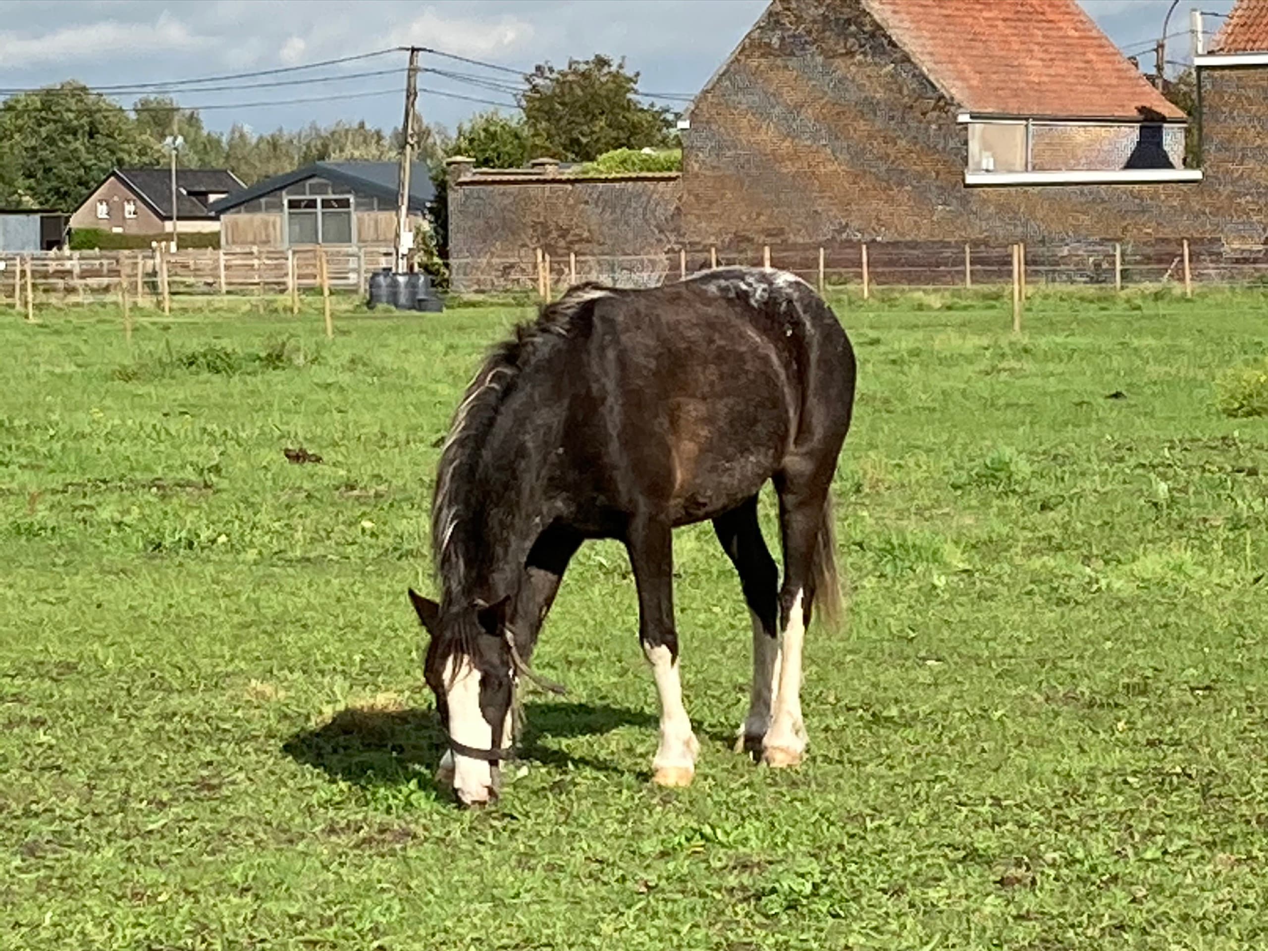 Boris staat braaf klaar voor een lesje bij De Jonghe Pony
