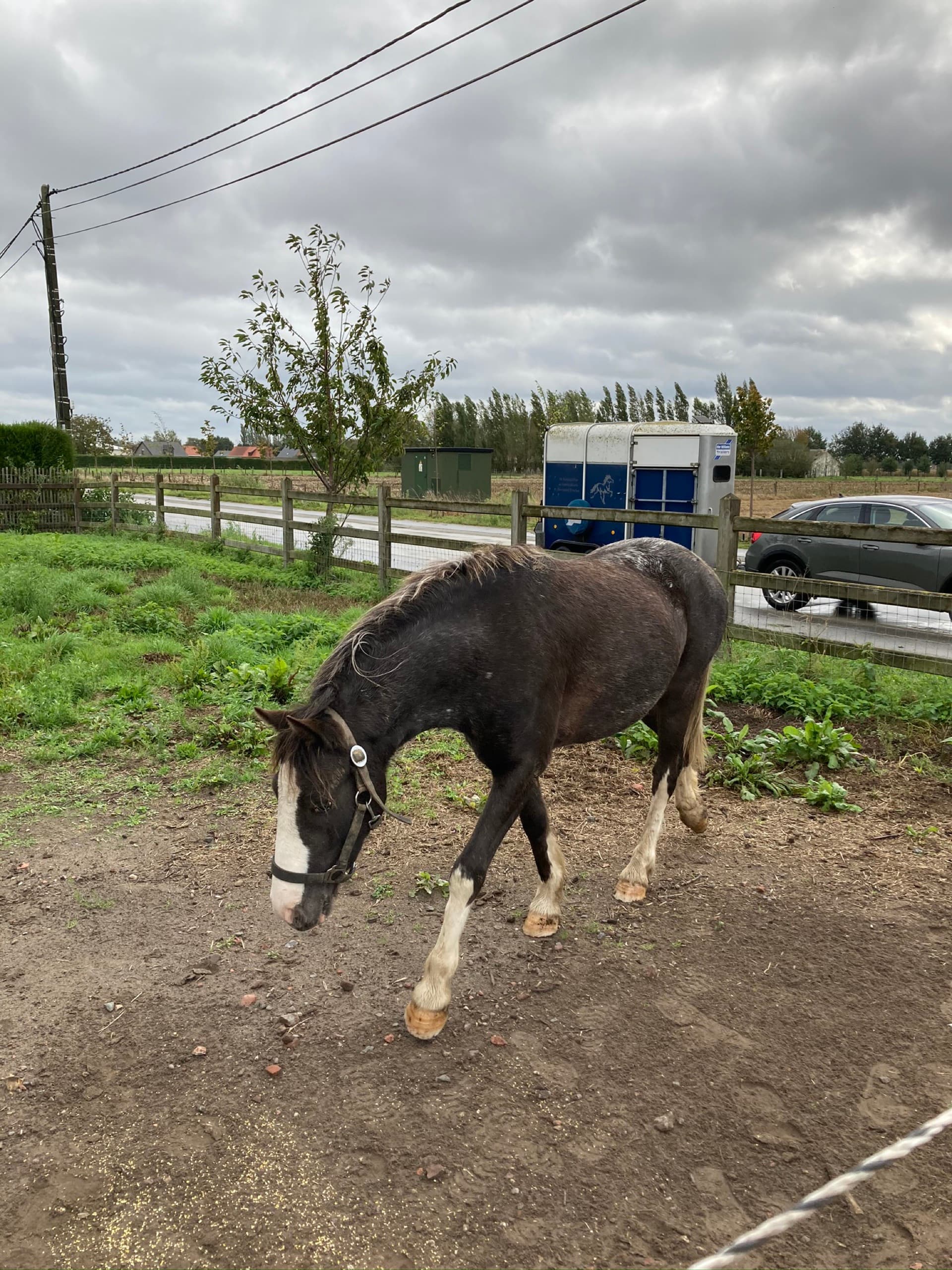 Boris, de knuffelpony met halfbloed tinker-sokken, bij De Jonghe Pony