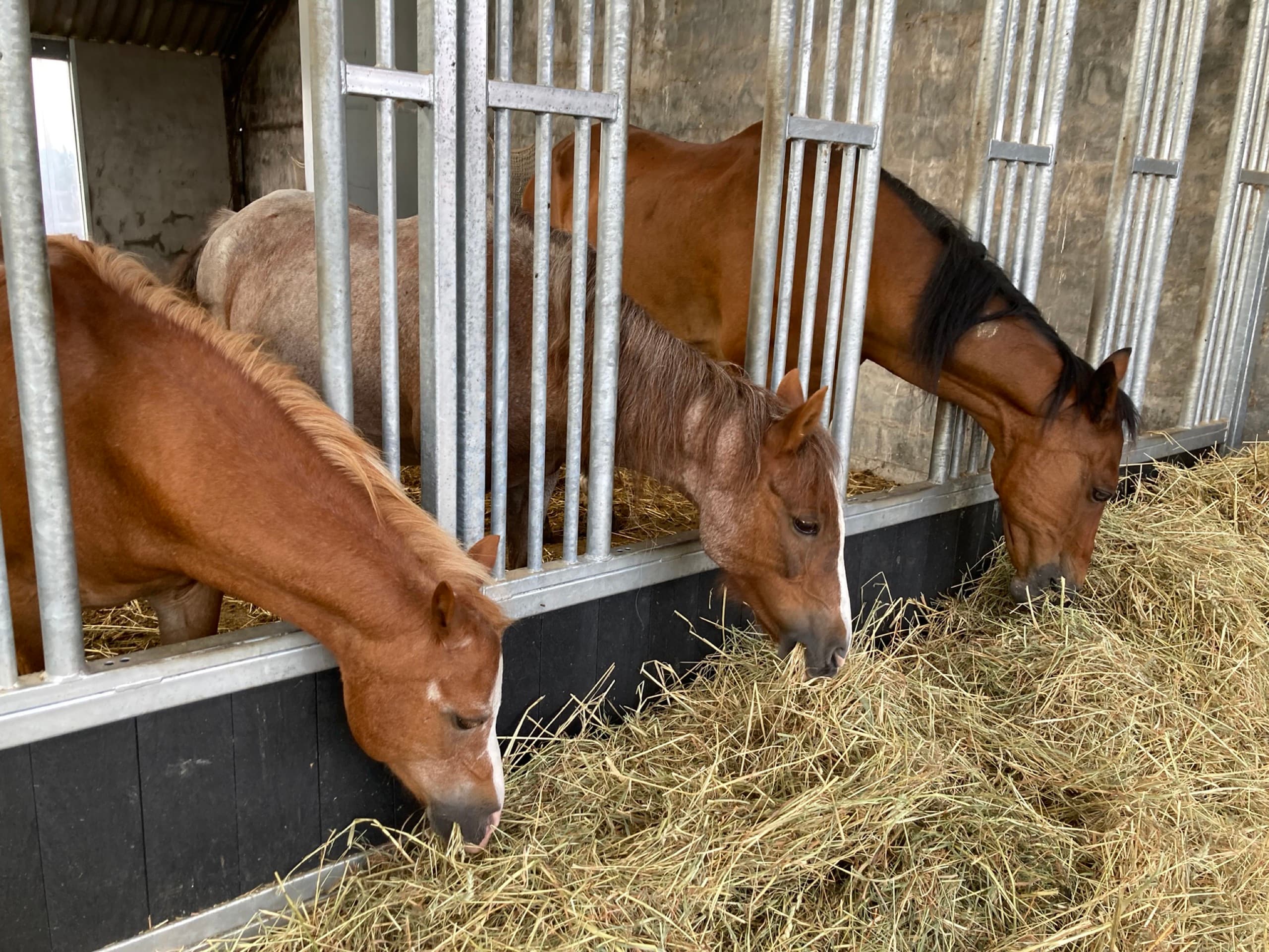 Cappucino, de allerliefste en meest betrouwbare pony van De Jonghe Pony