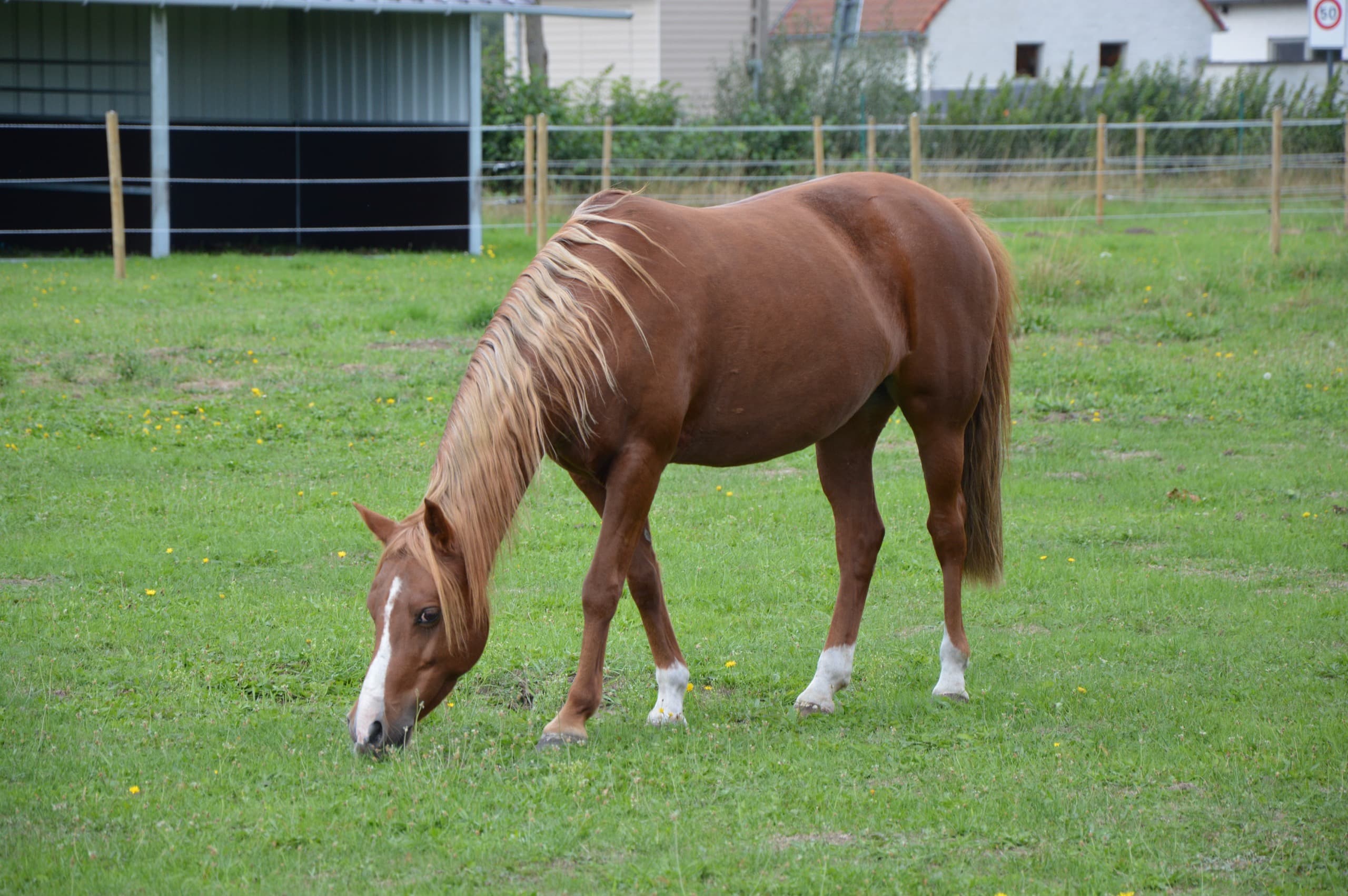 Funny en Robbe rijden samen over het terrein van De Jonghe Pony