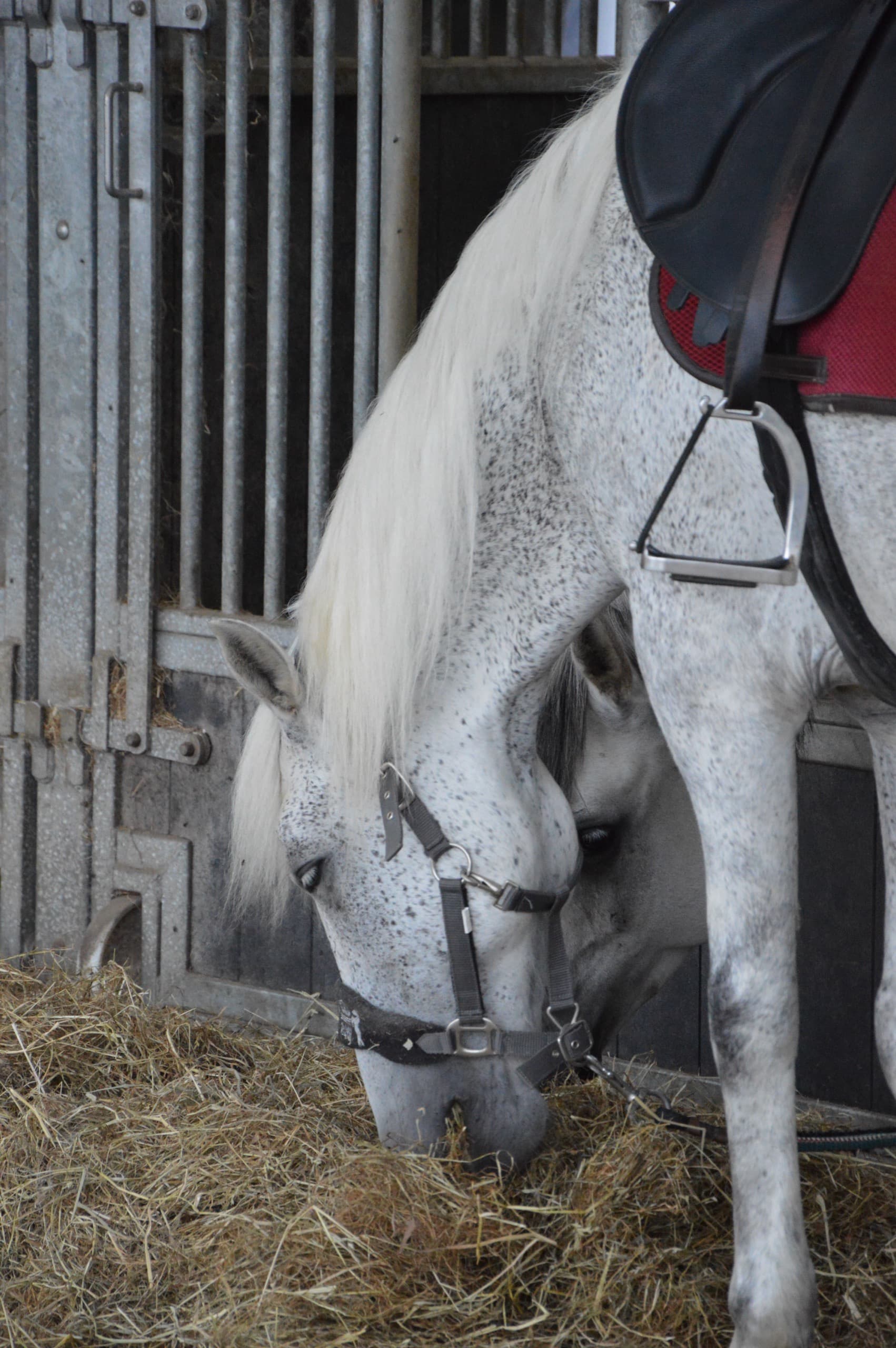 Gero, opgezadelde schimmel, eet hooi in de stal bij De Jonghe Pony
