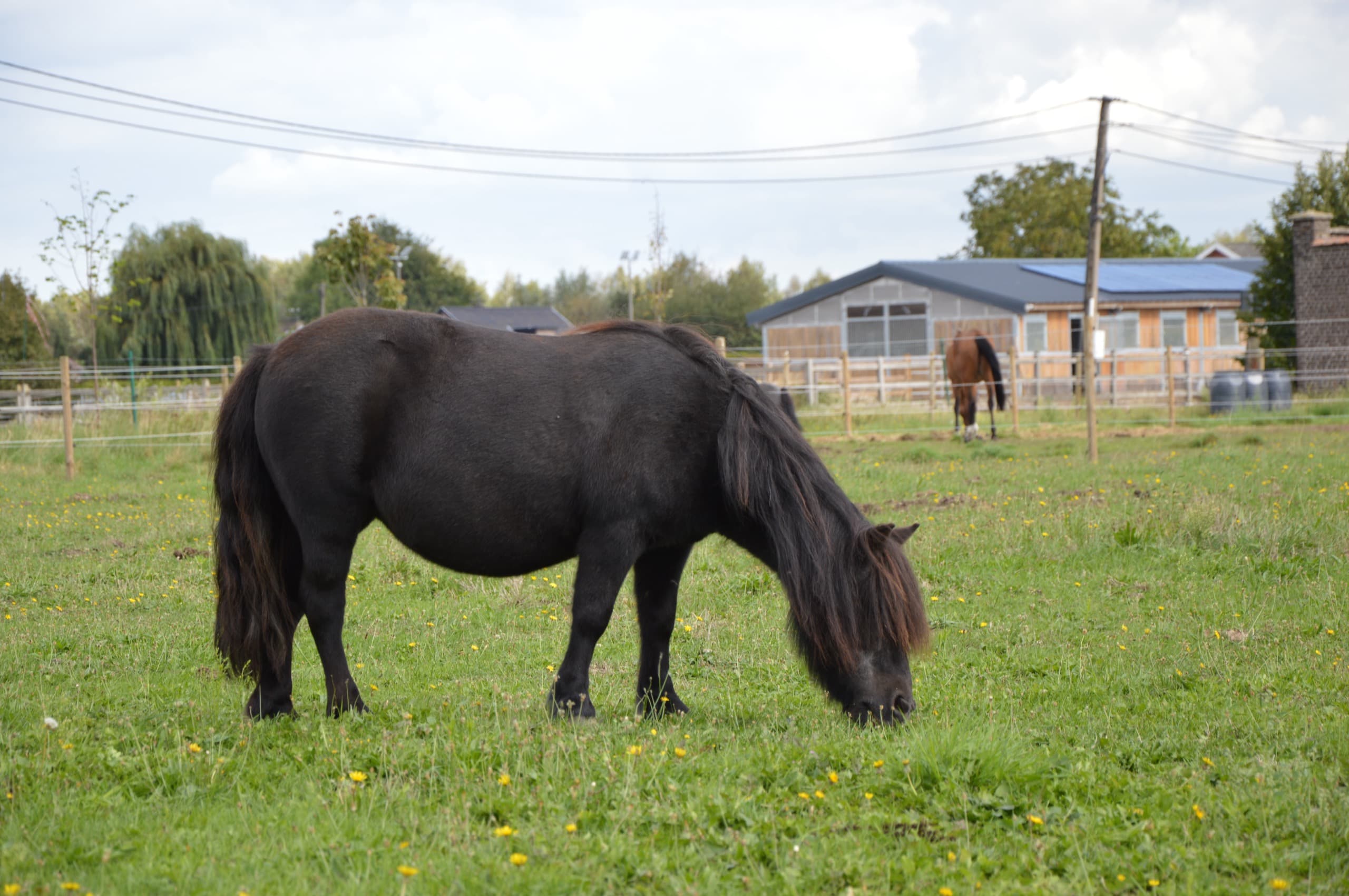 Lilly, de pony met het gouden hart en eeuwige geduld, bij De Jonghe Pony