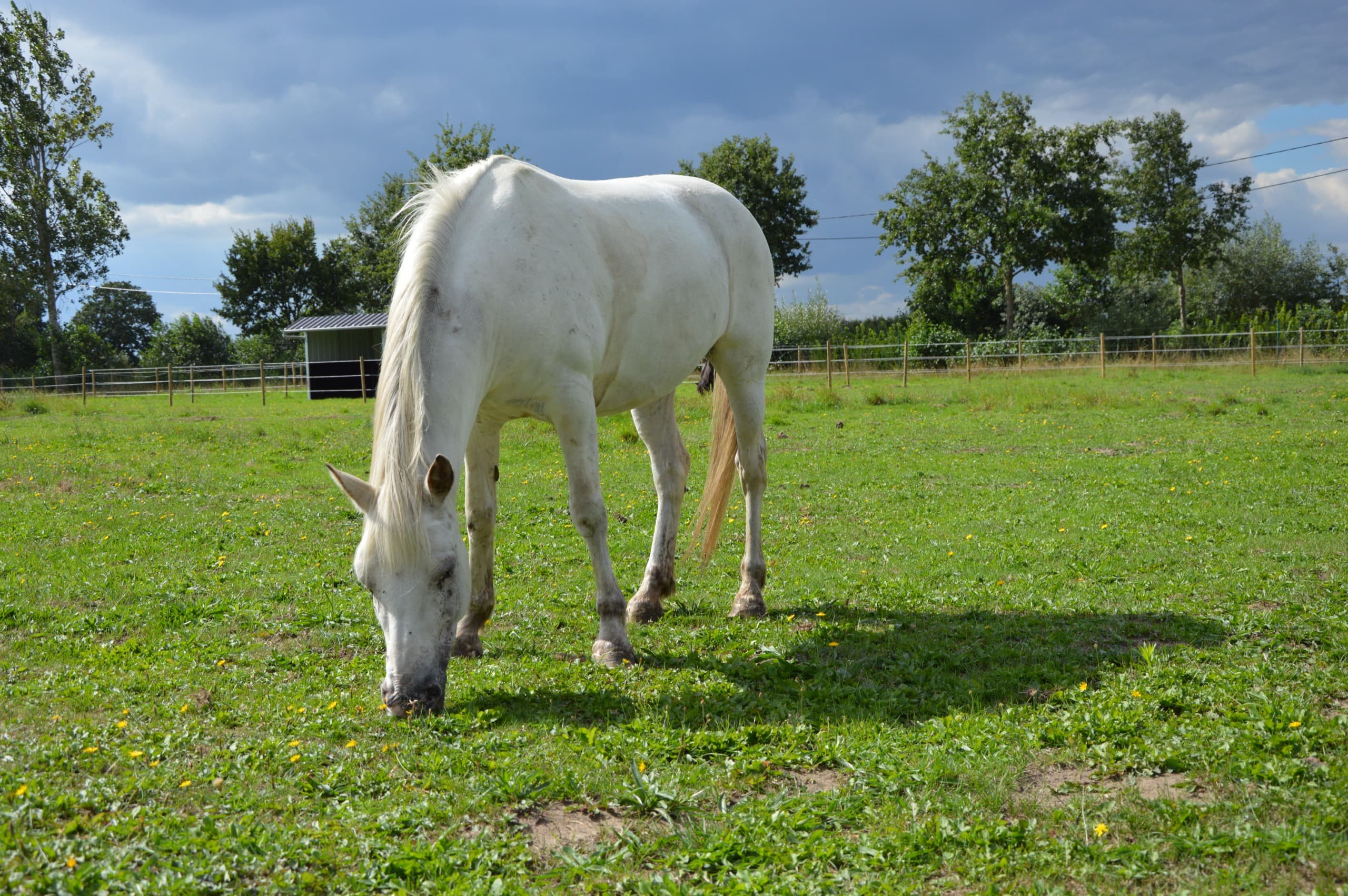 Loesje, haflinger-pony van De Jonghe Pony, kijkt vriendelijk in de camera