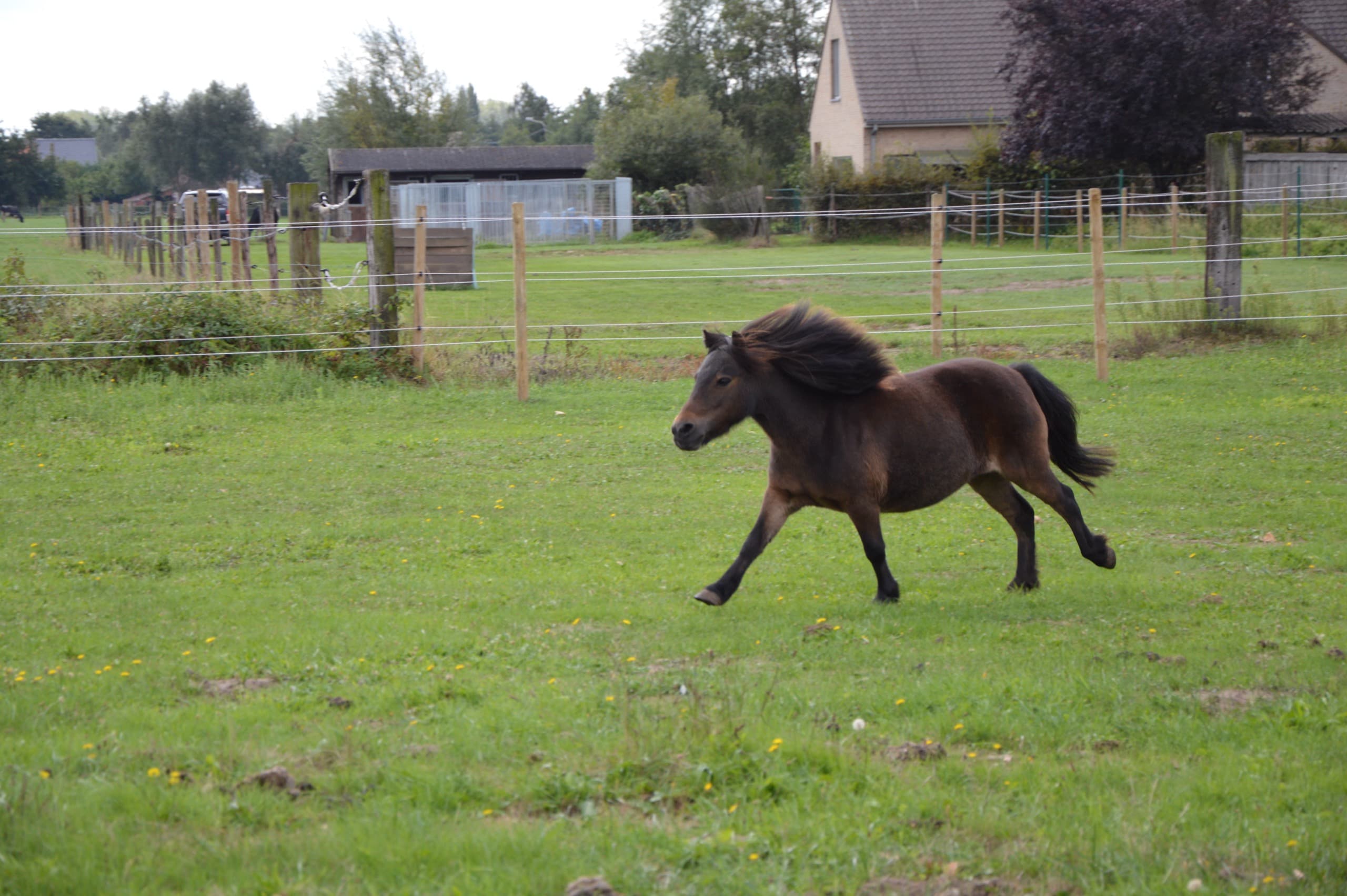 Pauline, de pittige merrie van De Jonghe Pony, in de buitenlucht
