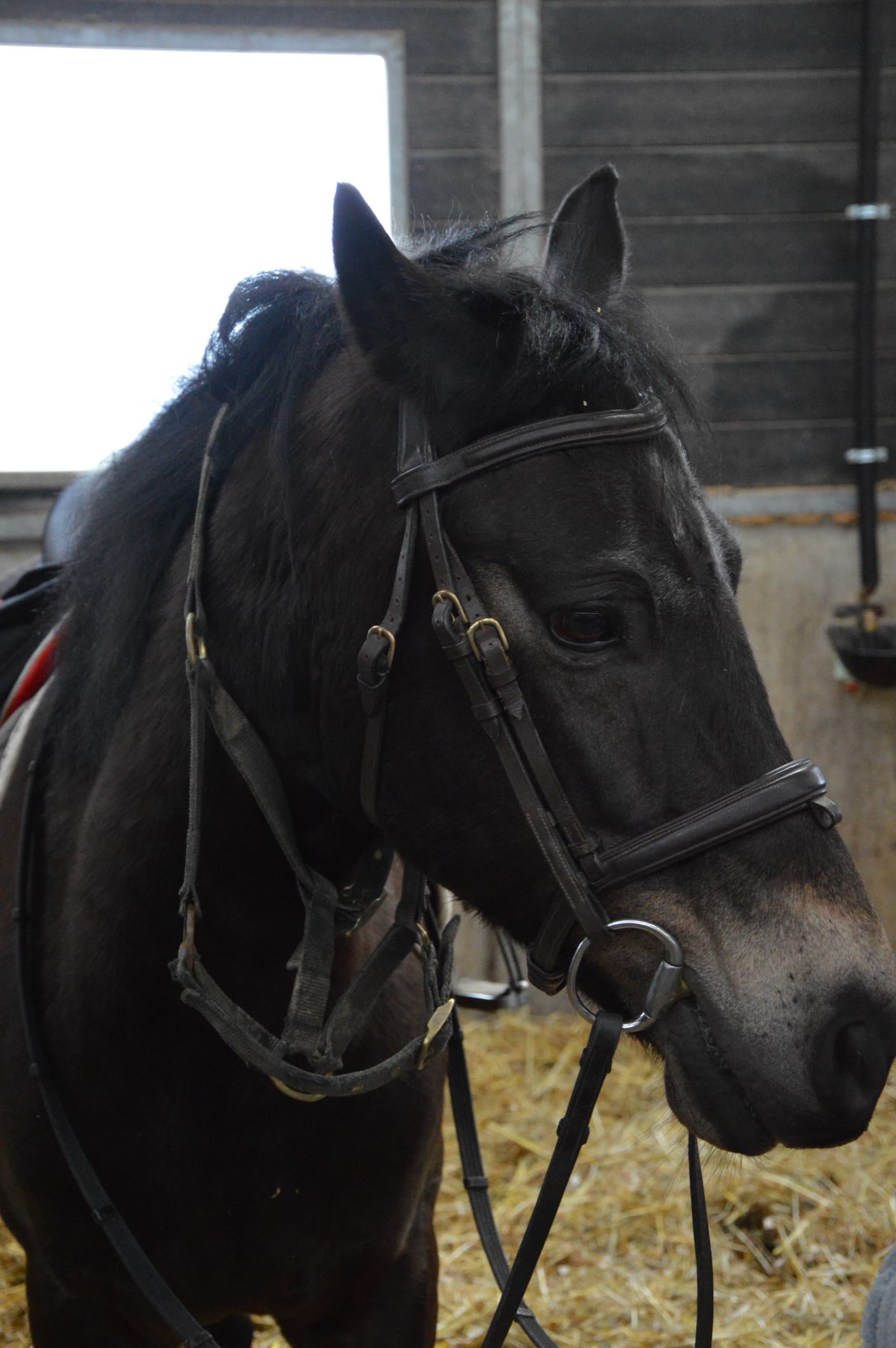 Pino, donkere pony met hoofdstel, kijkt rustig rond in de stal