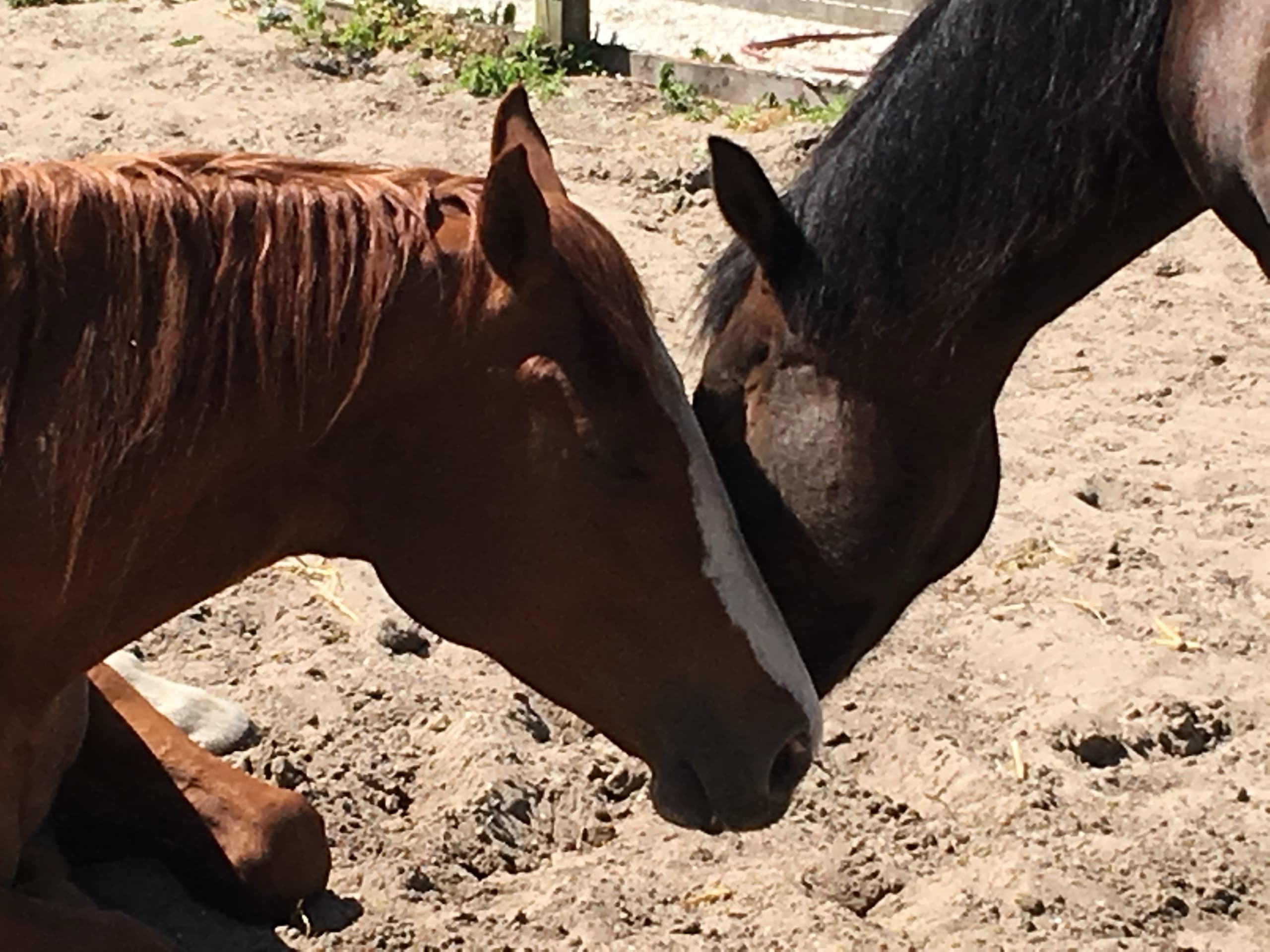Quaresse, het pittige paardje dat via Melkgeitenopvang Ophelia bij De Jonghe Pony belandde