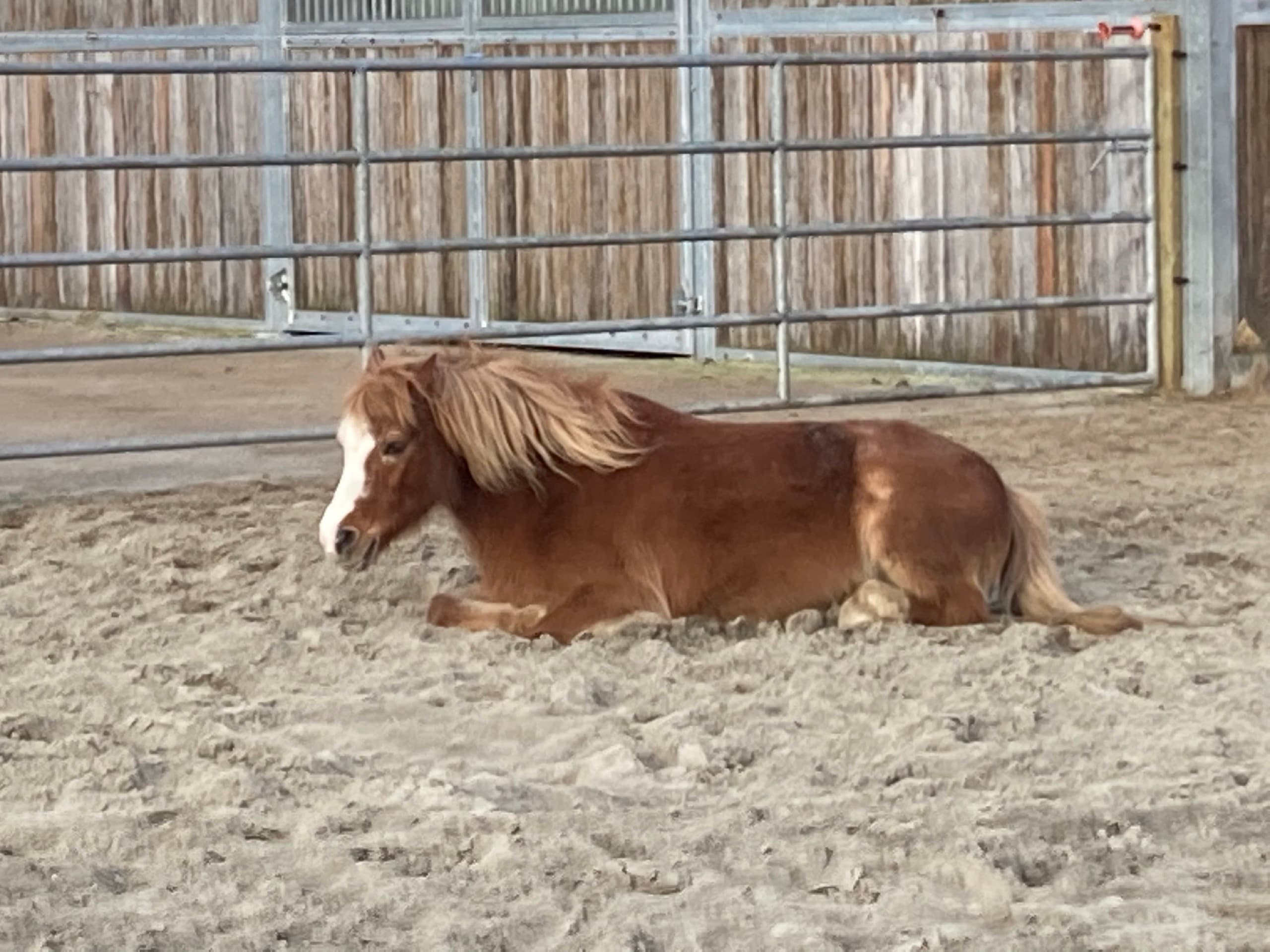 Simonneke staat klaar voor een lesje met een beginnende ruiter