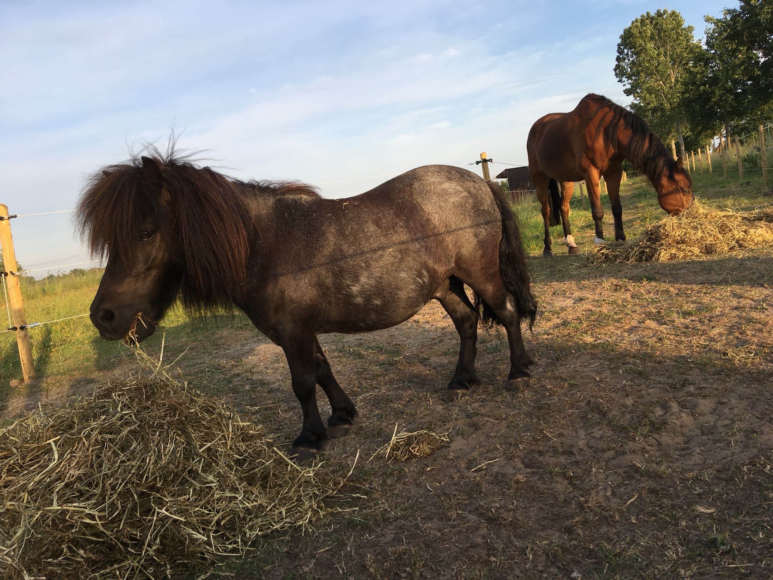 Staf, shetlandpony van De Jonghe Pony, staat trots in de wei