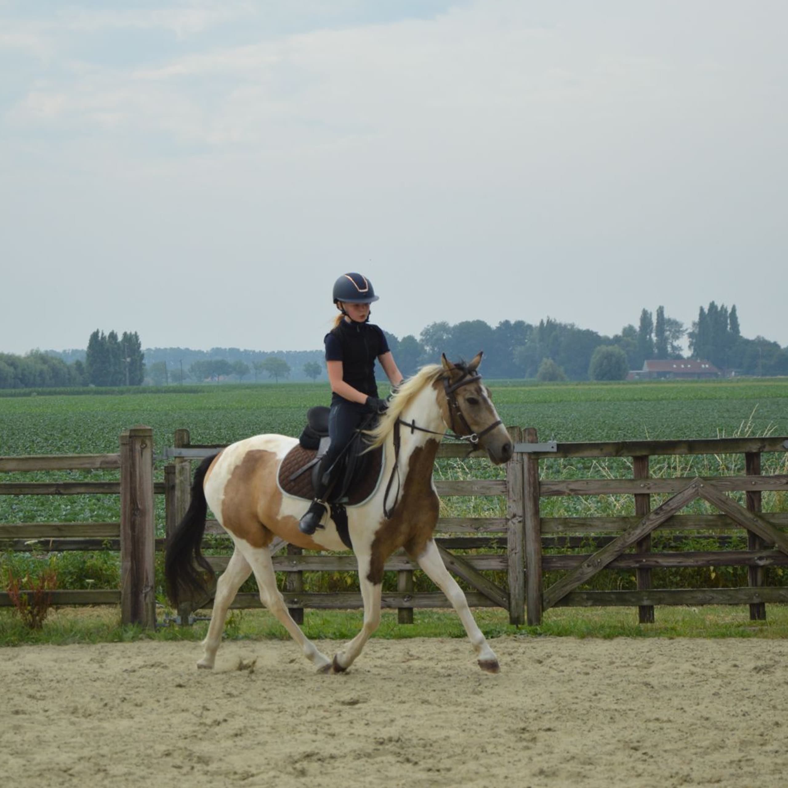 Trevor, pony van de Start 2 Pony Maxi-formule bij De Jonghe Pony