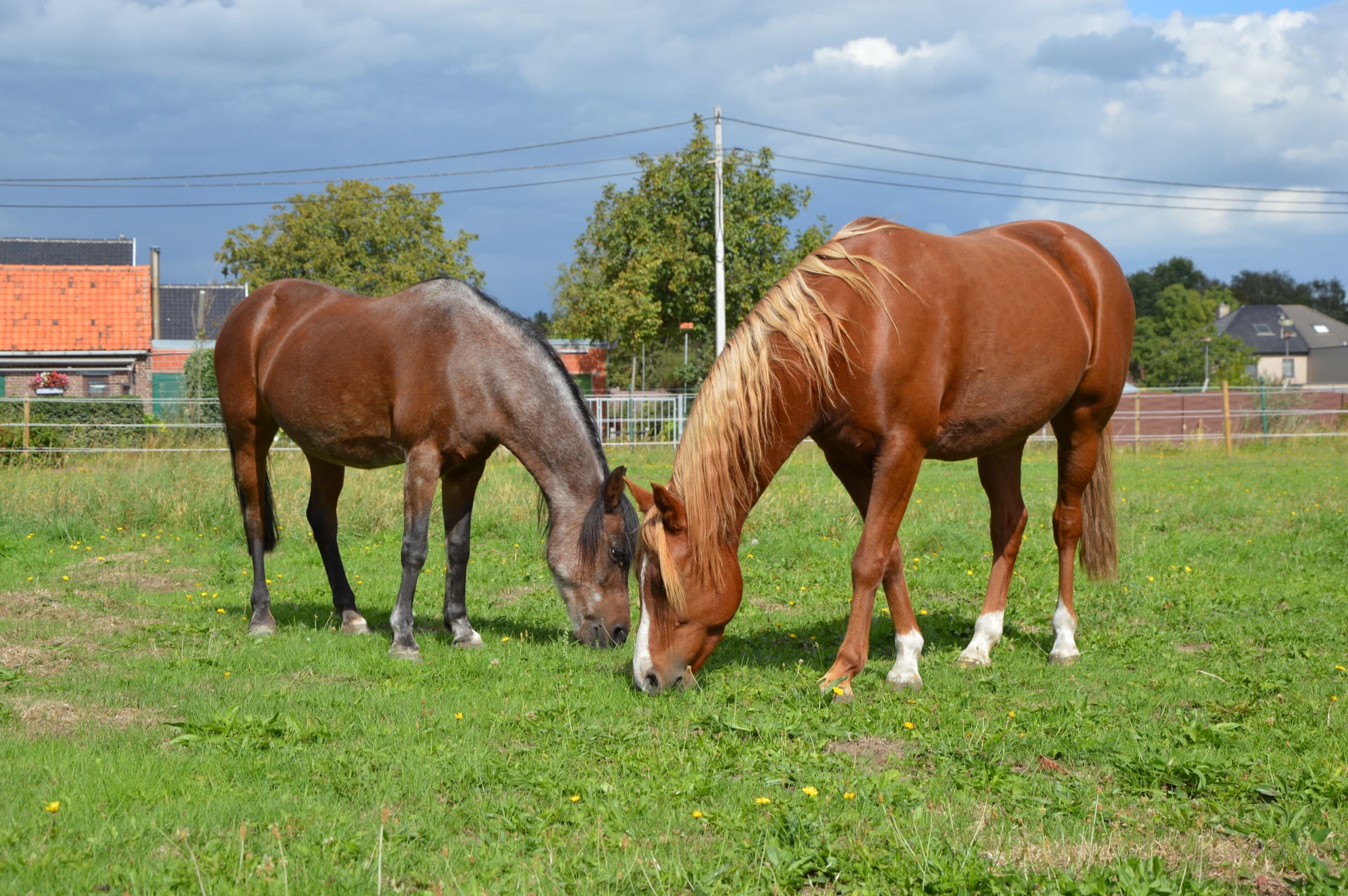Vlokje, ervaren leerpony van De Jonghe Pony, staat kalm in de wei