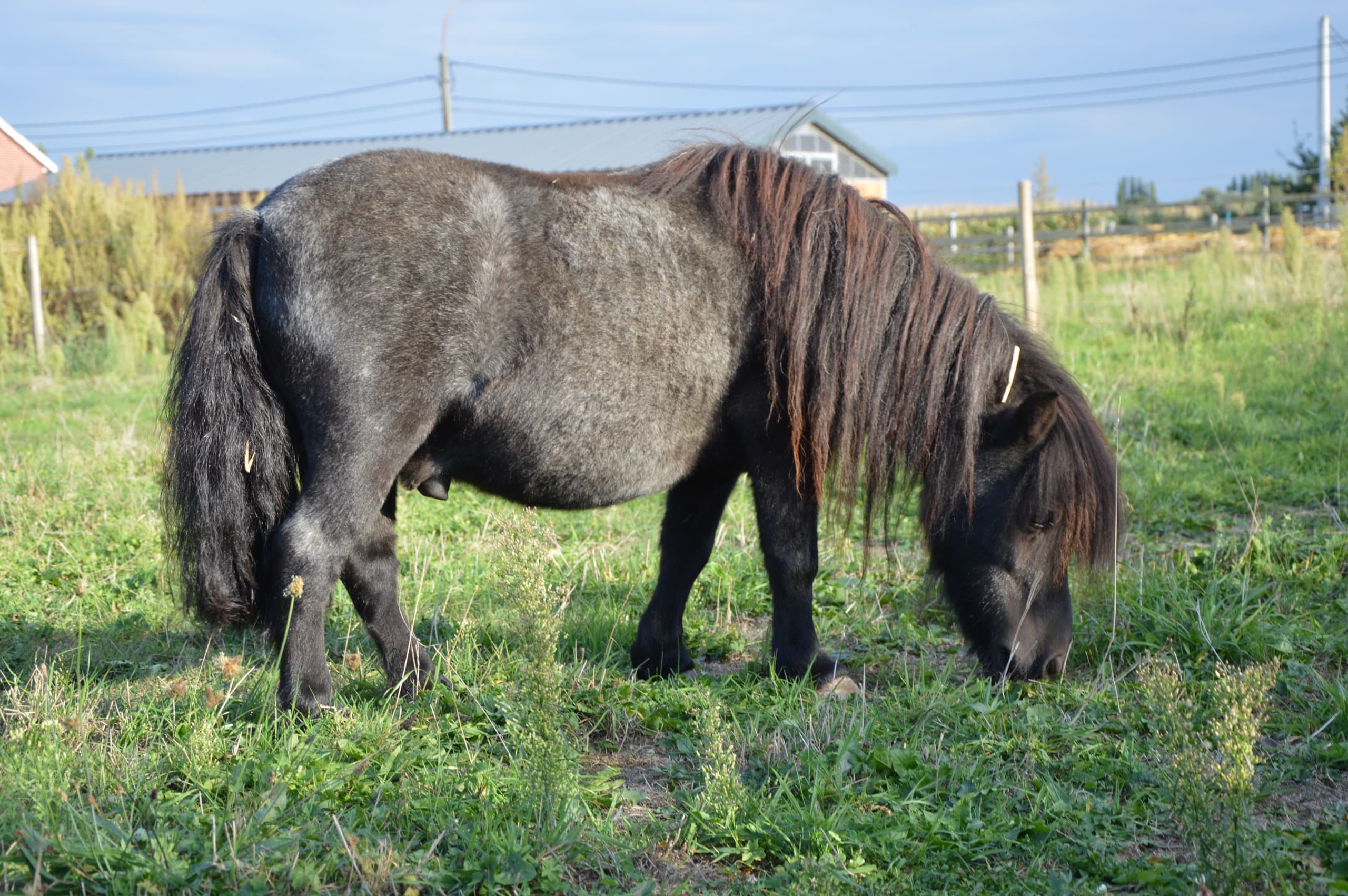 De kudde pony's van De Jonghe Pony samen in de weide
