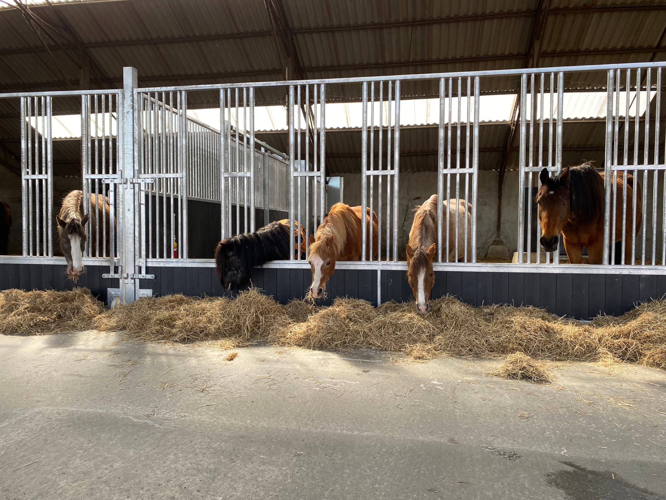 Pony's staan buiten te genieten van de zon op de weide in Wingene