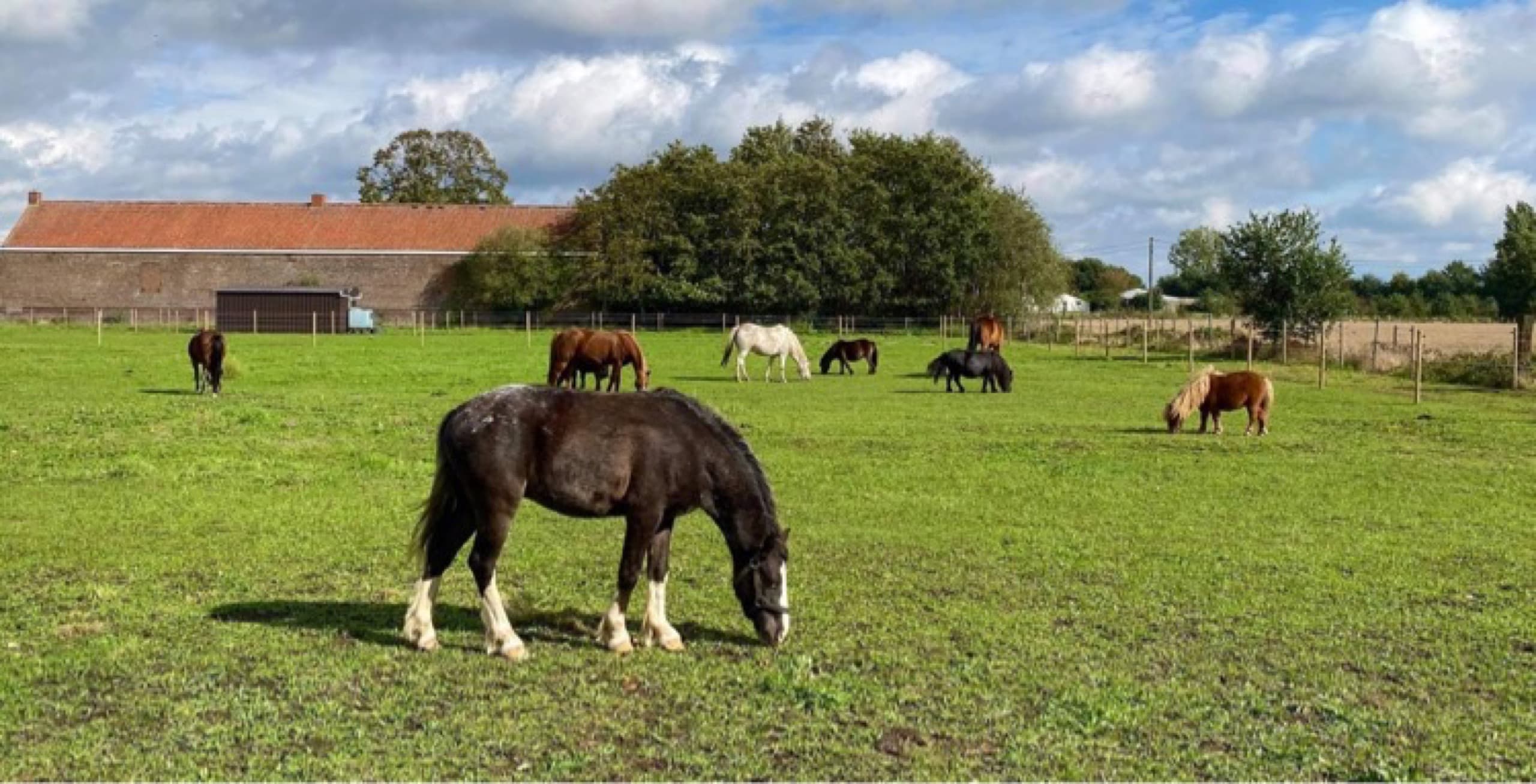 De hele kudde pony's staat gezellig bij elkaar in de weide