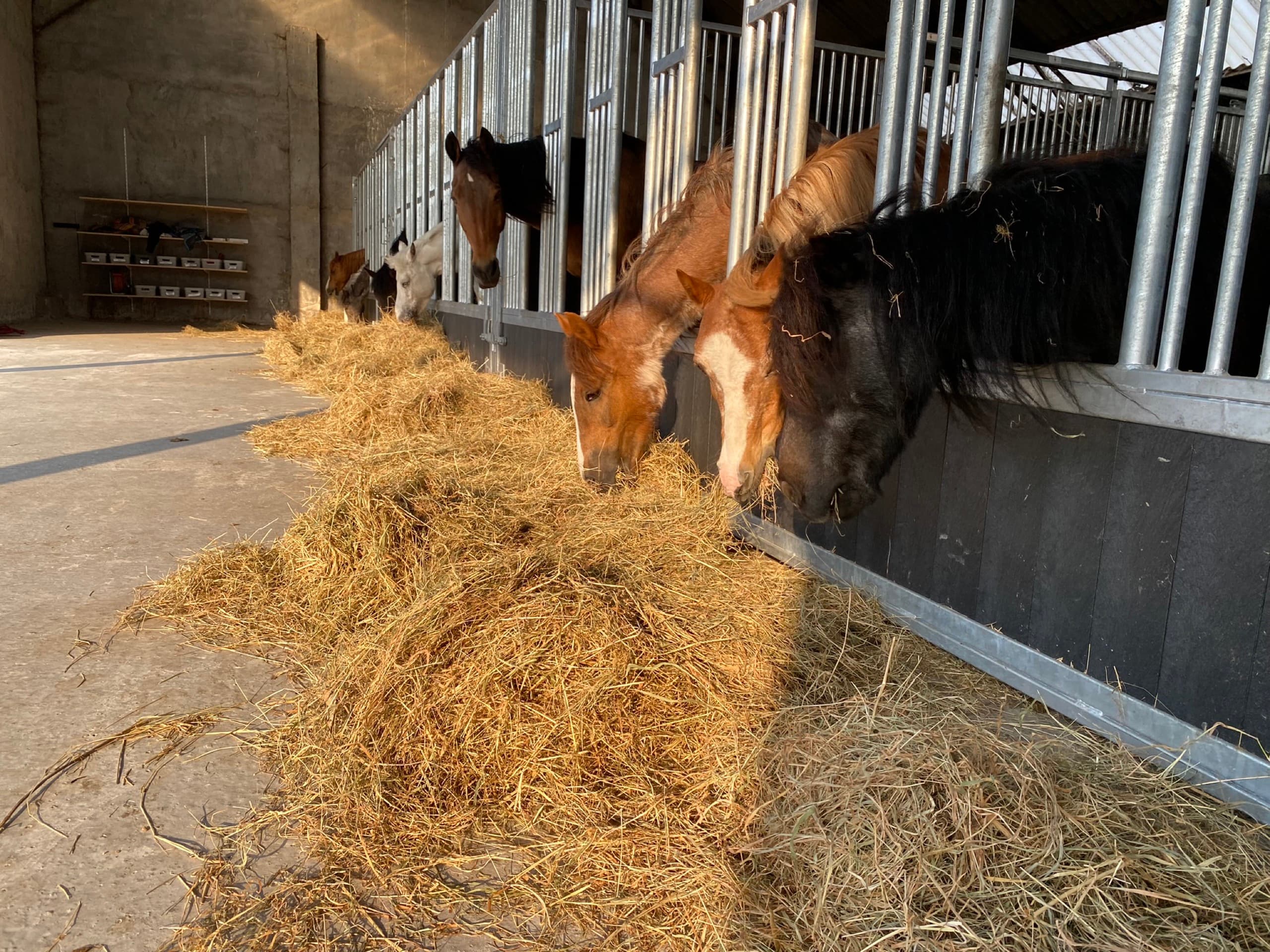 Pony's staan rustig bij elkaar in de weide naast de stal