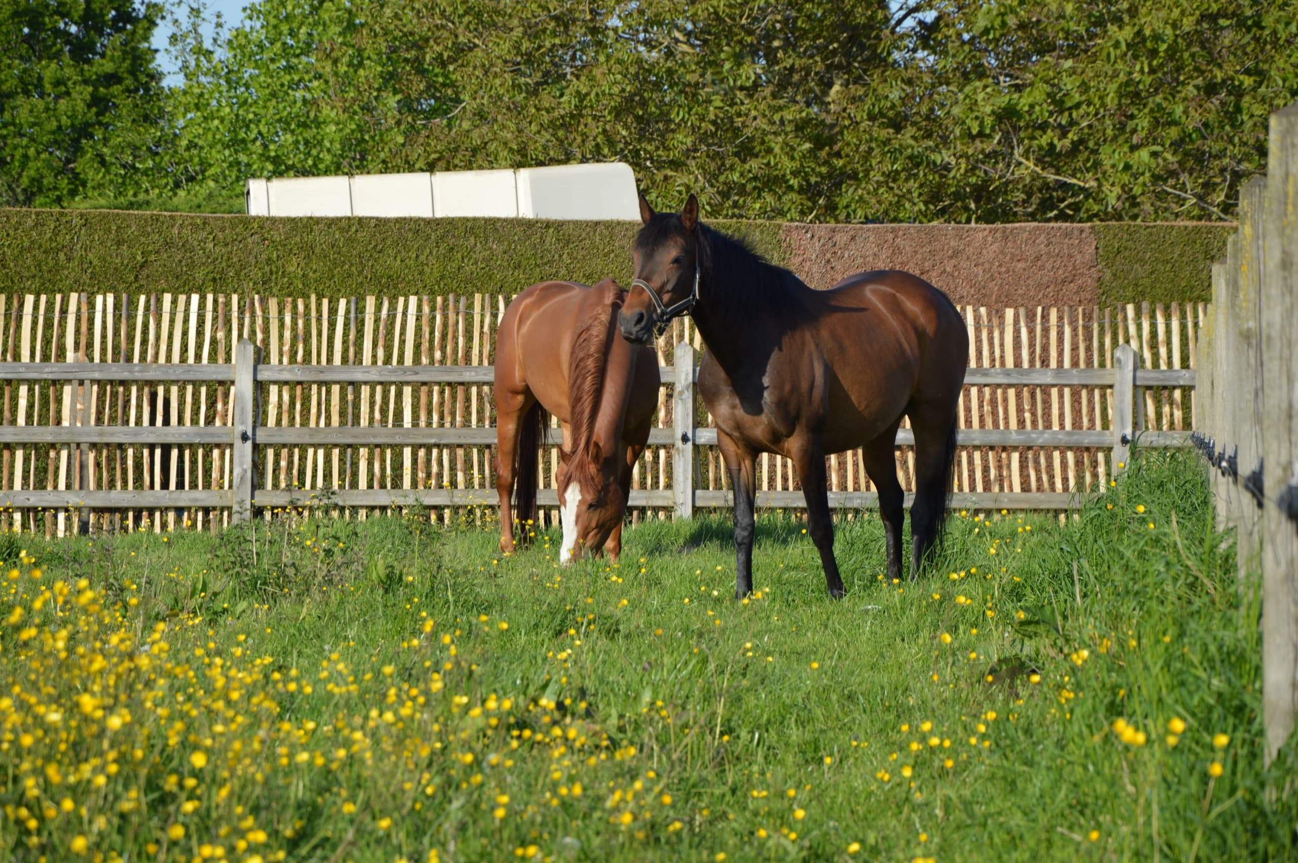 Kind aait zachtjes een pony in de stal en voelt de warme verbinding