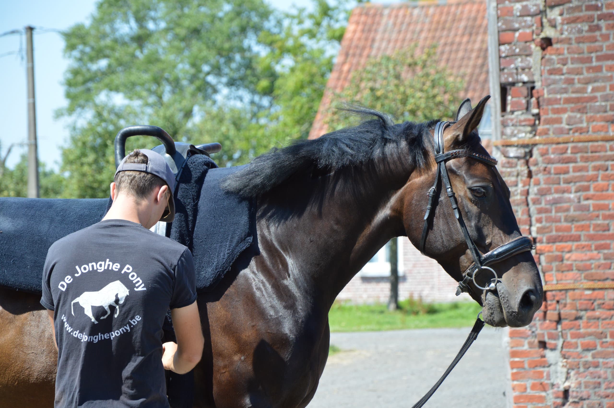 Lesgever van De Jonghe Pony maakt de voltigegordel vast bij het paard